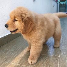 Golden retriever for adoption