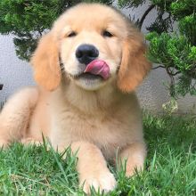 Golden retriever for adoption