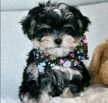 Morkie puppies available