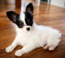 Papillon puppies available