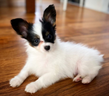 Papillon puppies now available