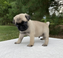 Purbred Pug puppies available