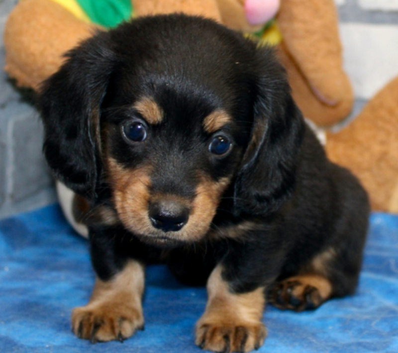 Dachshund puppies available Image eClassifieds4u