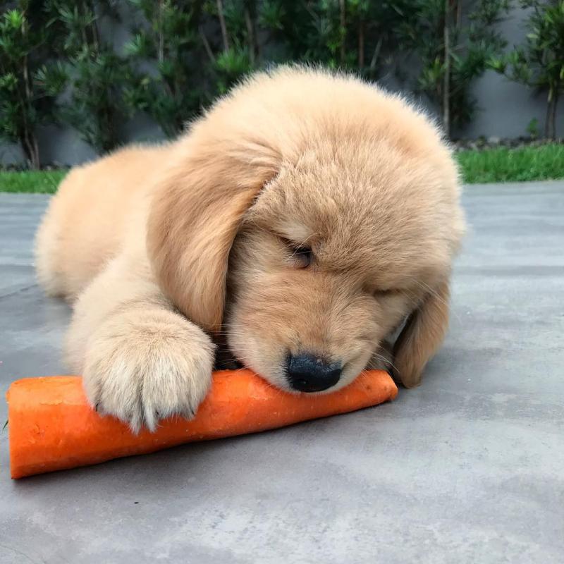 Golden retriever for adoption Image eClassifieds4u