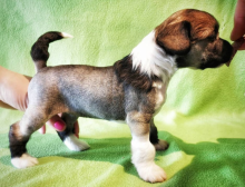 Chinese Crested puppies available Image eClassifieds4u 2