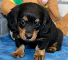 Dachshund puppies available Image eClassifieds4u 3