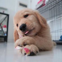 Golden retriever for adoption Image eClassifieds4U