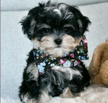 Morkie puppies available Image eClassifieds4u 1