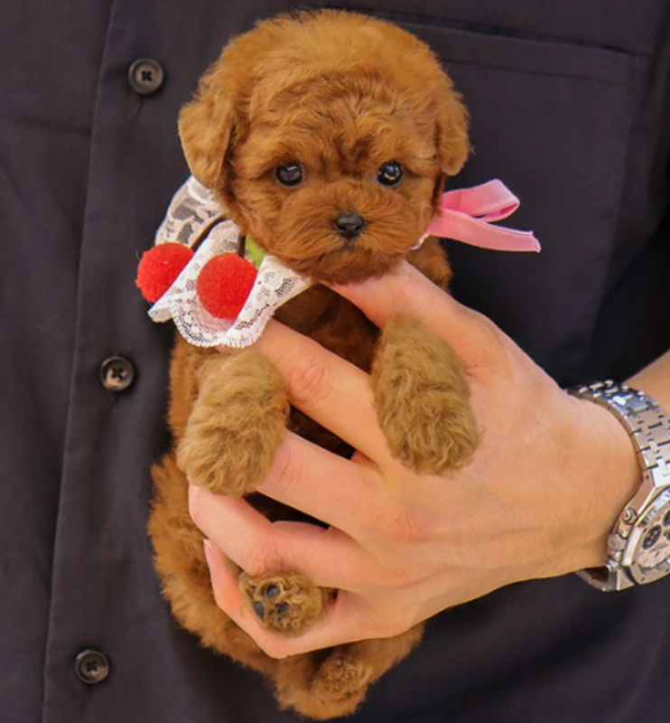 Toy Poodle puppies for rehoming Image eClassifieds4u