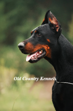 Purebred Doberman Pinscher Pups