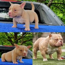 XXL American Bully puppies #Abbotsford#text☎️(778) 771-5160