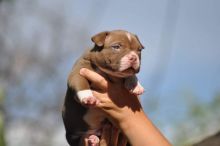 XXL American Bully puppies #Calgary#text☎️(778) 771-5160