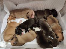 XXL American Bully puppies #Fort McMurray#text☎️(778) 771-5160