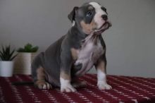 XXL American Bully puppies #Grand Prairie#text☎️(778) 771-5160