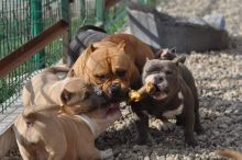 XXL American Bully puppies #Lethbridge#text☎️(778) 771-5160