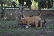 XXL American Bully puppies #Red Deer#text☎️(778) 771-5160