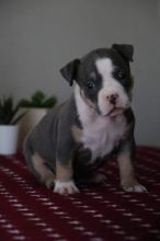 XXL American Bully puppies #Vancouver#text☎️(778) 771-5160