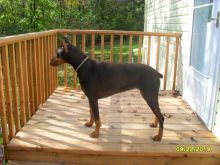 Purebred Doberman Pinscher Pups Image eClassifieds4u 2