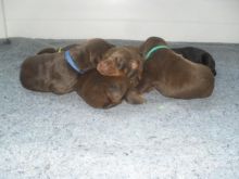 Purebred Doberman Pinscher Pups Image eClassifieds4u 3