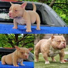 XXL American Bully puppies #Abbotsford#text☎️(778) 771-5160 Image eClassifieds4U