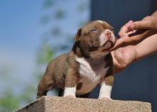 XXL American Bully puppies #Calgary#text☎️(778) 771-5160 Image eClassifieds4u 3