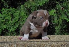 XXL American Bully puppies #Calgary#text☎️(778) 771-5160 Image eClassifieds4u 2