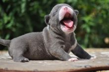 XXL American Bully puppies #Edmonton#text☎️(778) 771-5160 Image eClassifieds4u 3