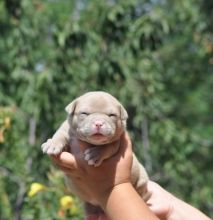 XXL American Bully puppies #Edmonton#text☎️(778) 771-5160 Image eClassifieds4u 2