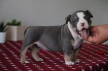 XXL American Bully puppies #Grand Prairie#text☎️(778) 771-5160 Image eClassifieds4u 3