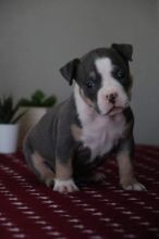XXL American Bully puppies #Grand Prairie#text☎️(778) 771-5160 Image eClassifieds4u 2