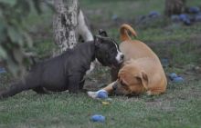 XXL American Bully puppies #Red Deer#text☎️(778) 771-5160 Image eClassifieds4u 2