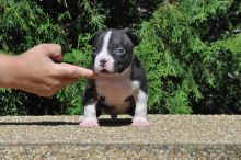 XXL American Bully puppies #Prince George#text☎️(778) 771-5160 Image eClassifieds4u 3