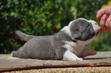 XXL American Bully puppies #Vernon#text☎️(778) 771-5160 Image eClassifieds4u 1