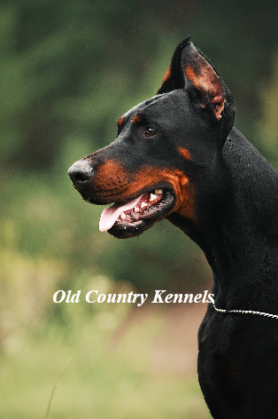 Purebred Doberman Pinscher Pups Image eClassifieds4u