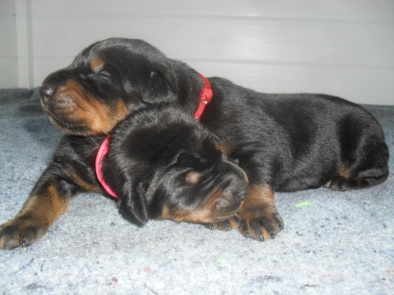 Purebred Doberman Pinscher Pups Image eClassifieds4u