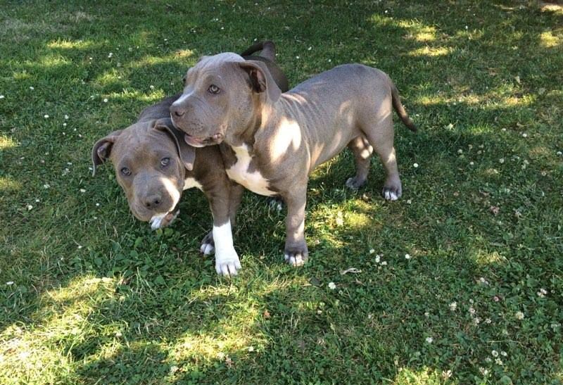 XXL American Bully puppies #Kamloops#text☎️(778) 771-5160 Image eClassifieds4u
