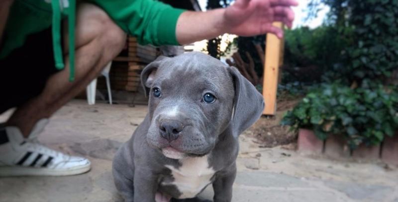 XXL American Bully puppies #Kelowna#text☎️(778) 771-5160 Image eClassifieds4u