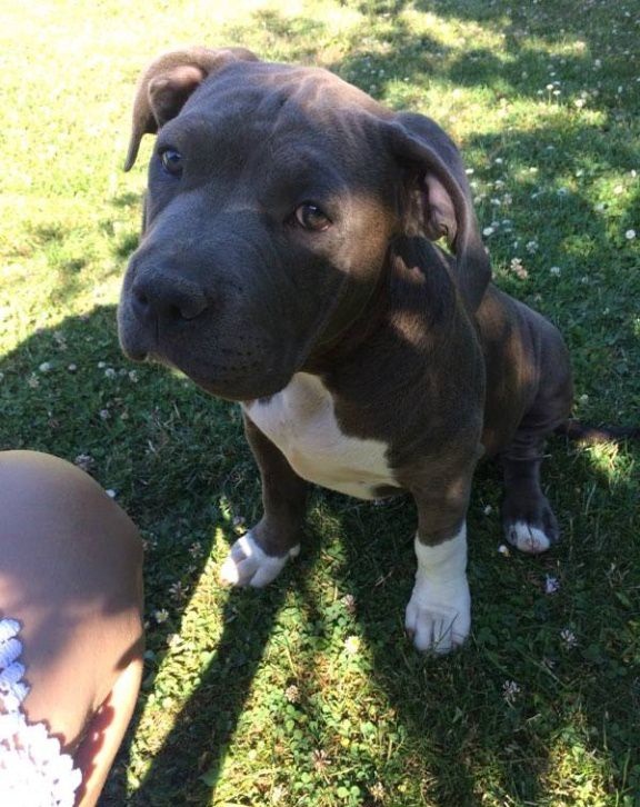 XXL American Bully puppies #Kelowna#text☎️(778) 771-5160 Image eClassifieds4u