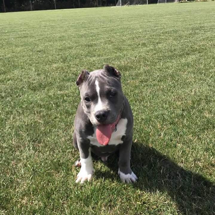 XXL American Bully puppies #Nanaimo#text☎️(778) 771-5160 Image eClassifieds4u