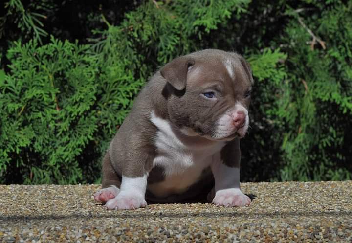 XXL American Bully puppies #Calgary#text☎️(778) 771-5160 Image eClassifieds4u