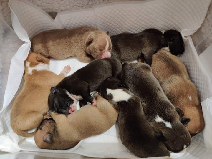 XXL American Bully puppies #Fort McMurray#text☎️(778) 771-5160 Image eClassifieds4u