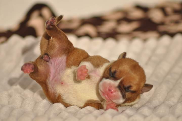 XXL American Bully puppies #Edmonton#text☎️(778) 771-5160 Image eClassifieds4u