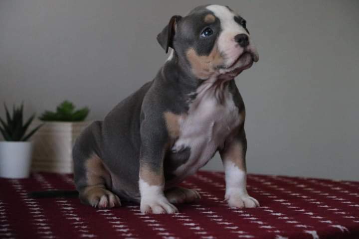 XXL American Bully puppies #Grand Prairie#text☎️(778) 771-5160 Image eClassifieds4u