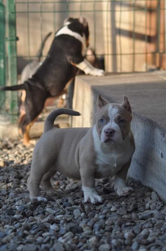 XXL American Bully puppies #Vancouver#text☎️(778) 771-5160 Image eClassifieds4u