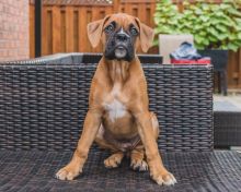 Pure Boxer pups