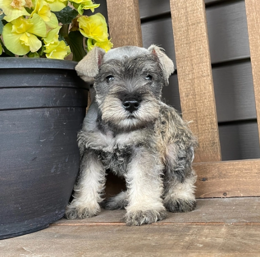 AKC Miniature Schnauzer puppies for sale Image eClassifieds4u