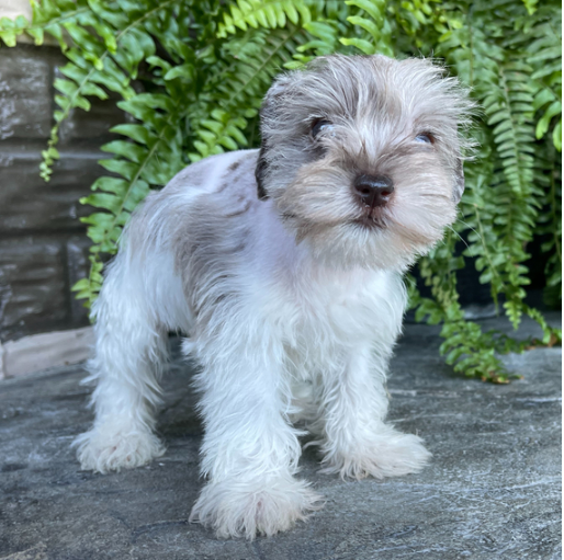 AKC Miniature Schnauzer puppies for sale Image eClassifieds4u
