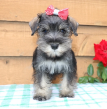 AKC Miniature Schnauzer puppies for sale Image eClassifieds4u 4