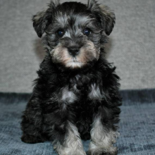 AKC Miniature Schnauzer puppies for sale Image eClassifieds4u 3