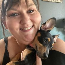 CHARMING MINIATURE PINSCHER PUPPIES FOR RE-HOMING Image eClassifieds4u 2